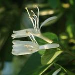 Lonicera japonica 'Halliana' - 
