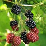 Rubus - 