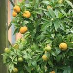 Citrus reticulata  - Mandarinier