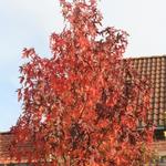 Liquidambar styraciflua - Amerikanischer Amberbaum - Liquidambar styraciflua