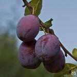 Prunus domestica - Prunier