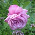 Rosa 'Blue Parfum' - 