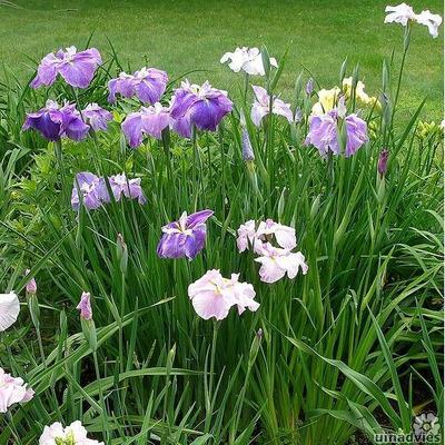 Japanische Sumpf-Schwertlilie - Iris ensata