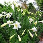 Lilium longiflorum - Oster-Lilie