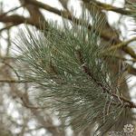 Pinus nigra - Pinus nigra - Schwarzkiefer