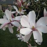 Magnolia denudata 'Purple Eye' - 