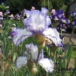 Iris germanica - Deutsche Schwertlilie