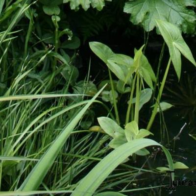 Sagittaire à feuilles en flèche - Sagittaria sagittifolia