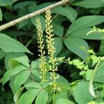 Aesculus parviflora - Aesculus parviflora - MARRONIER NAIN, PAVIER BLANC, MARRONIER PARVIFLORA '