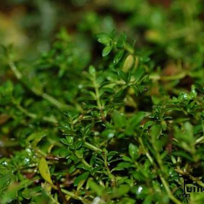 Turquette - Herniaria glabra