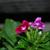 Dianthus barbatus