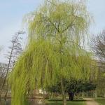 Salix alba 'Tristis' - 