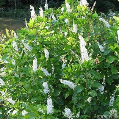 Clethra alnifolia - CLÈTHRE À FEUILLES D'AULNES