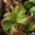 Leucothoe axillaris 'Curly Red' - LEUCOTHOÉ  'CURLY RED'