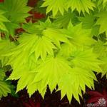 Acer shirasawanum 'Aureum' - 