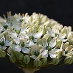 Allium nigrum - Schwarzer Lauch, Zwiebelreicher Lauch