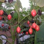 Solanum betaceum - Tamarillo