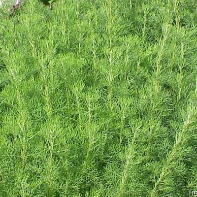 aurone - Artemisia abrotanum