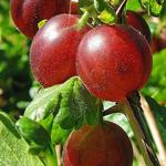 Ribes uva-crispa Hinnonmaki Röd - 