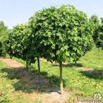 Acer platanoides 'Globosum' - 