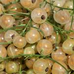 Ribes rubrum (witte bes) - 