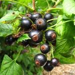 Ribes nigrum - Schwarze Johannisbeere