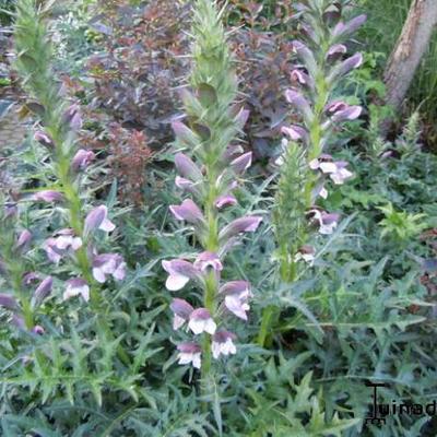 Acanthus spinosus - Stachliger Akanthus - Acanthus spinosus