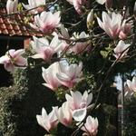Magnolia x soulangeana 'Alexandrina' - 