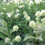 Trifolium repens - Trèfle blanc