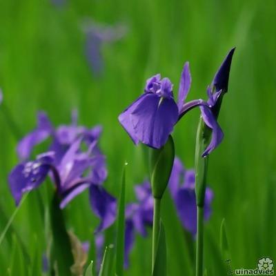 Iris laevigata - Asiatische Sumpf-Schwertlilie - Iris laevigata