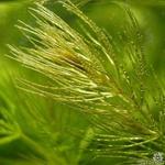 Ceratophyllum submersum - Zartes Hornblatt
