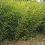 Phyllostachys bissetii - Bisset-Bambus