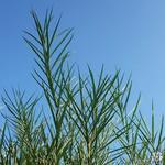 Salix rosmarinifolia - Rosmarinblättrige Weide