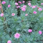 Argyranthemum - 