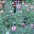 Argyranthemum