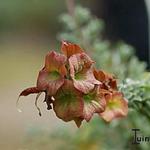 Salvia  african-lutea 'Kirstenbosch' - Salvia  african-lutea 'Kirstenbosch' - 