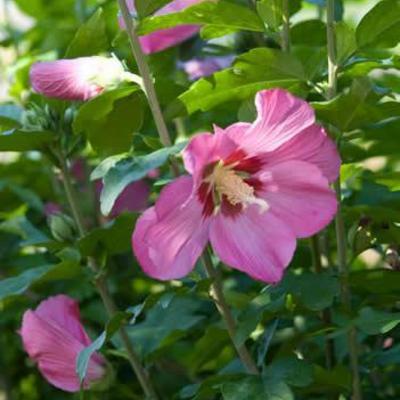Hibiscus syriacus 'Woodbridge' - 