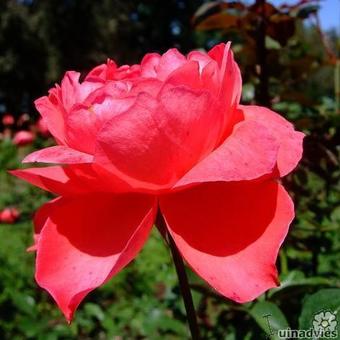 Rosa 'Scarlet Queen Elizabeth'
