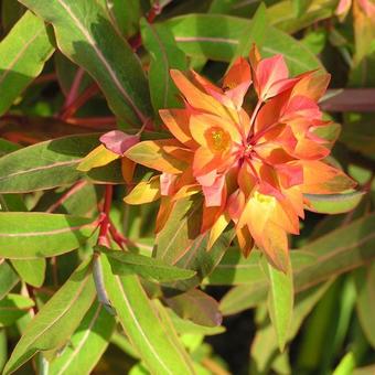 Euphorbia griffithii 'Fireglow'