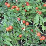 Solanum pseudocapsicum - Korallenstrauch