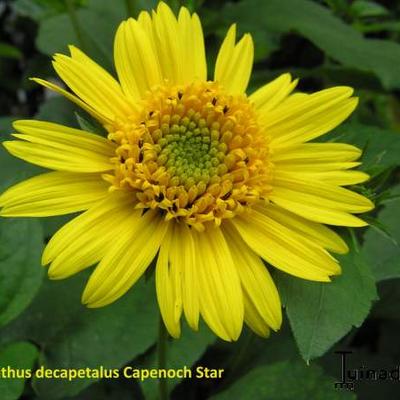 Helianthus decapetalus 'Capenoch Star' - 