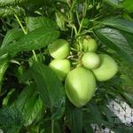 Solanum muricatum - Pepino