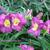 Hemerocallis (roze/purper var.)
