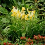 Iris bucharica - Buchara-Schwertlilie