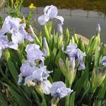 Iris pumila 'Little Sapphire'