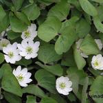 Jeffersonia diphylla - Zwillingsblatt