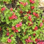 Rhododendron kiusianum - 