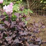 Atriplex hortensis - Atriplex hortensis - Arroche des jardins