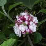 Clerodendrum chinense - 