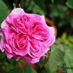Rosa 'Mme Isaac Pereire - 